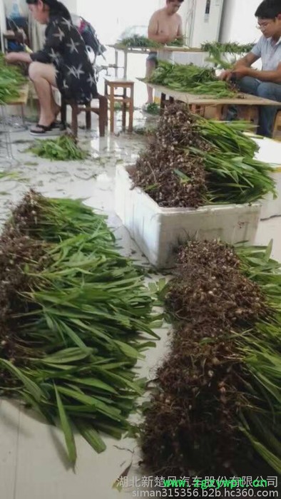 药材基地一手供应 正宗紫花三叉白芨种苗 白芨芽块 白芨块茎