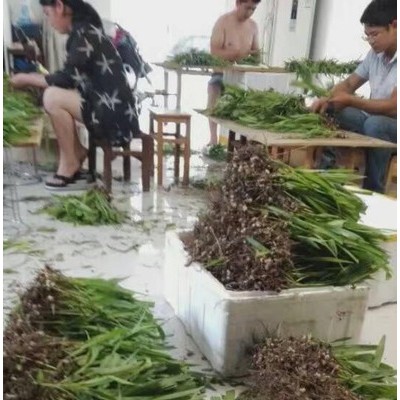 药材基地一手供应 正宗紫花三叉白芨种苗 白芨芽块 白芨块茎