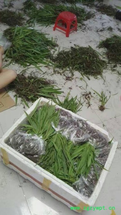 药材基地一手供应 正宗紫花三叉白芨种苗 白芨芽块 白芨块茎图3