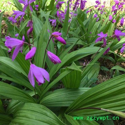 **白芨, 紫花白芨，三叉白及, **白及，种苗繁育图4