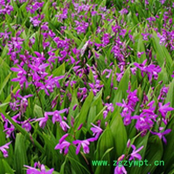 **白芨, 紫花白芨，三叉白及, **白及，种苗繁育图5