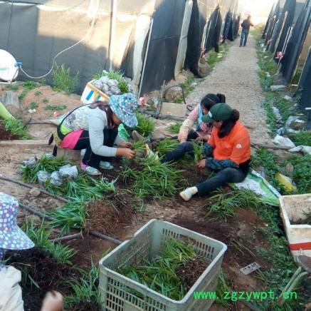 **白芨, 紫花白芨，三叉白及, **白及，种苗繁育图6