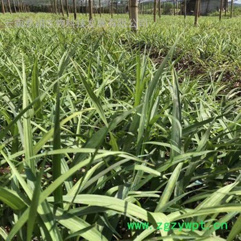 **白芨, 紫花白芨，三叉白及, **白及，种苗繁育图2