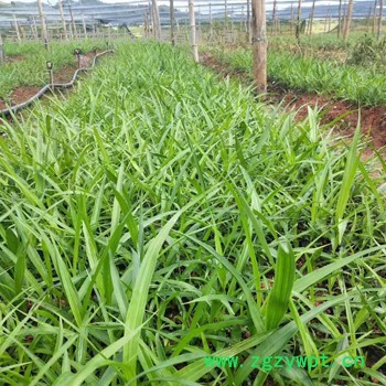 **白芨, 紫花白芨，三叉白及, **白及，种苗繁育图7