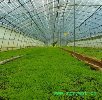 **白芨, 紫花白芨，三叉白及, **白及，种苗繁育图3