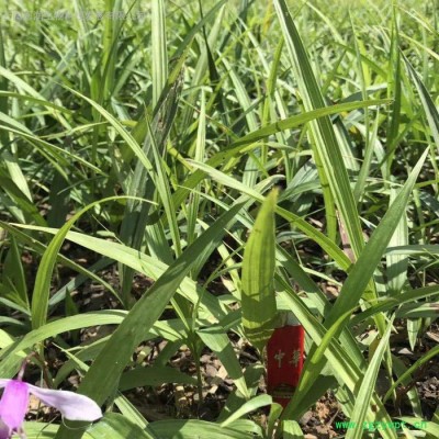 **白芨, 紫花白芨，三叉白及, **白及，种苗繁育