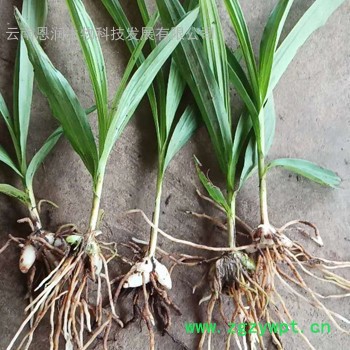 **白芨, 紫花白芨，三叉白及, **白及，种苗繁育图8