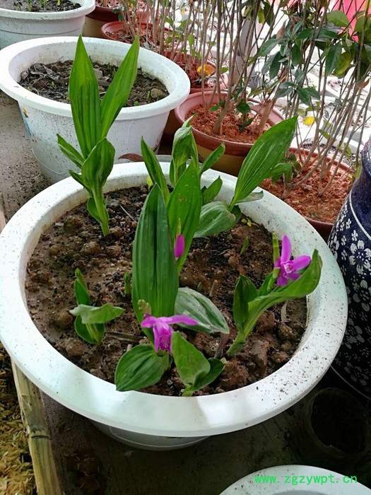 尚绿农业 白芨图3