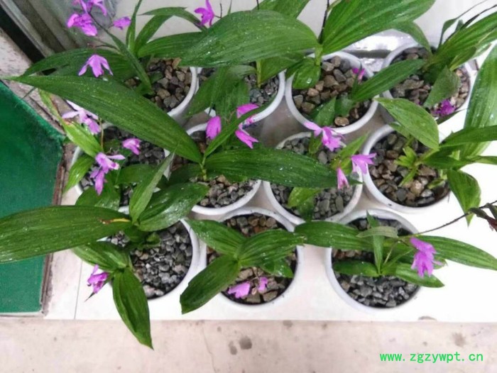 尚绿农业 白芨图4