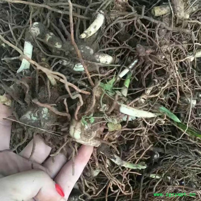 尚绿农业 白芨图2