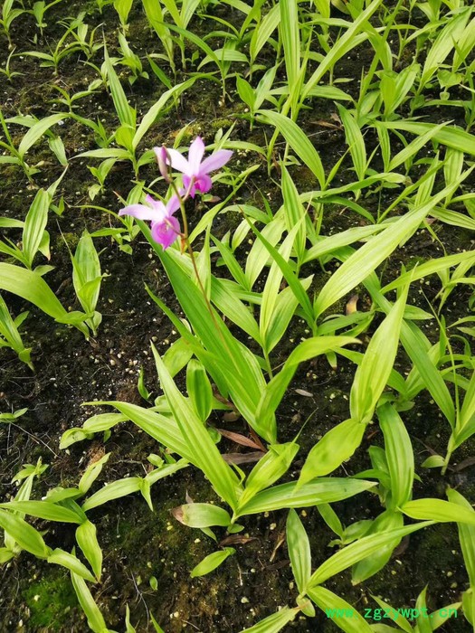 协禾农业 白芨图2