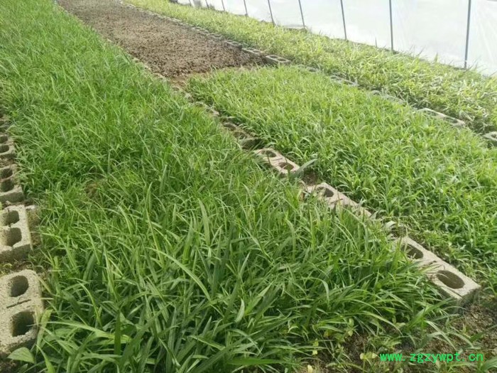 协禾农业 白芨图6