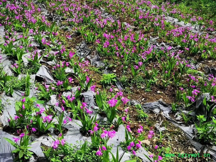 协禾农业 白芨图4
