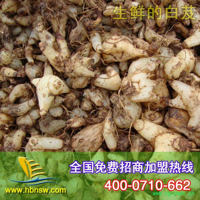 大量批发供应中药材白芨 白芨种子 其他种子、种 苗  金航图2