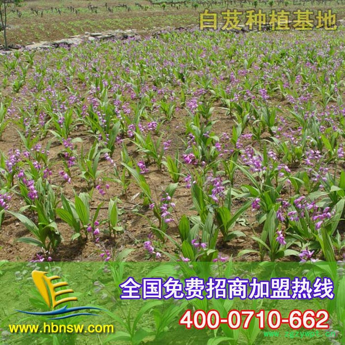 大量批发供应中药材白芨 白芨种子 其他种子、种 苗  金航图3