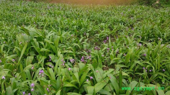 乾佑禾 白芨种苗图2