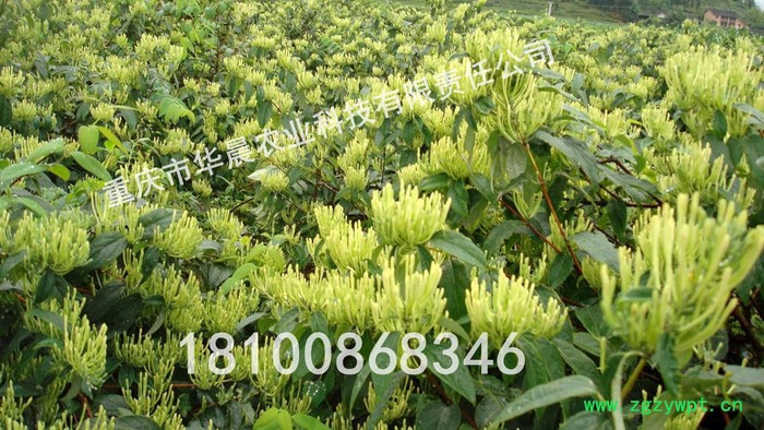 重庆 四川 贵州 华晨圣草 金银花种苗 金银花种植 金银花驯化苗 成活率95%以上 白芨 黄精 重楼图3