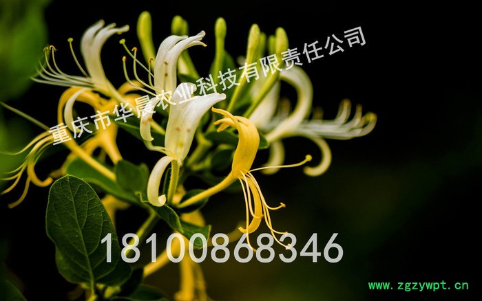 重庆 四川 贵州 华晨圣草 金银花种苗 金银花种植 金银花驯化苗 成活率95%以上 白芨 黄精 重楼图2