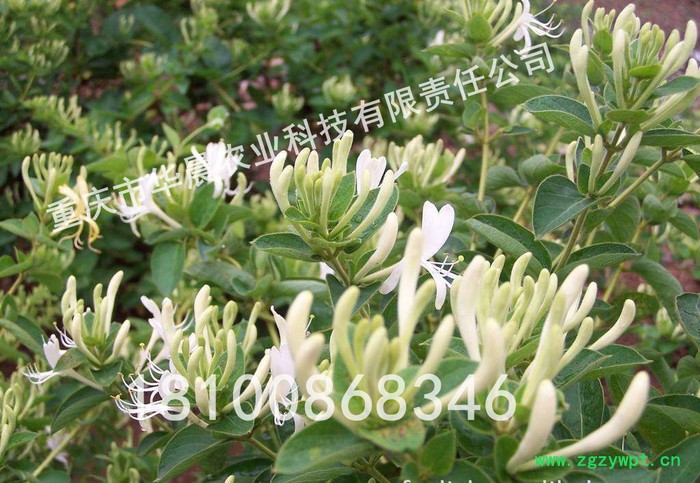 重庆 四川 贵州 华晨圣草 金银花种苗 金银花种植 金银花驯化苗 成活率95%以上 白芨 黄精 重楼图4