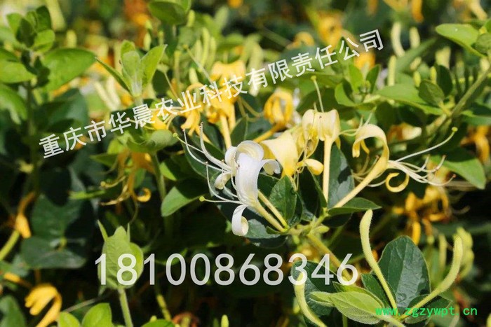 重庆 四川 贵州 华晨圣草 金银花种苗 金银花种植 金银花驯化苗 成活率95%以上 白芨 黄精 重楼图5