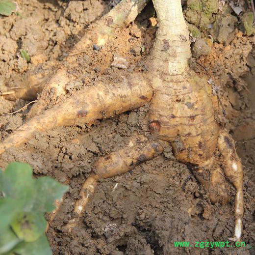 **葛根提取物 SC厂家批发图7