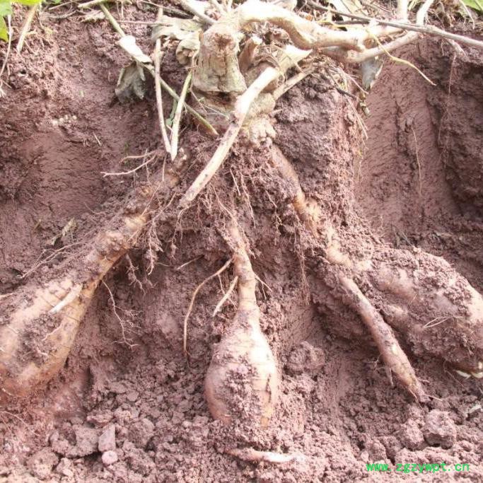 **葛根提取物 SC厂家批发图3