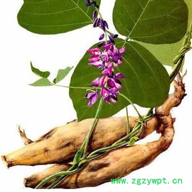 **葛根提取物 SC厂家批发图4