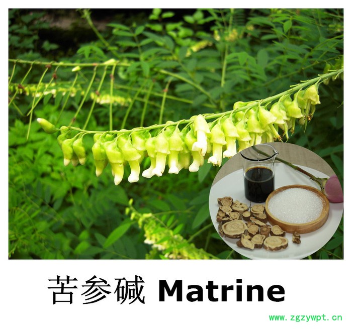 苦参碱98% 氧化苦参碱供应商 苦参碱提取物 陕西昂煦生产苦参提取物现货批发图2