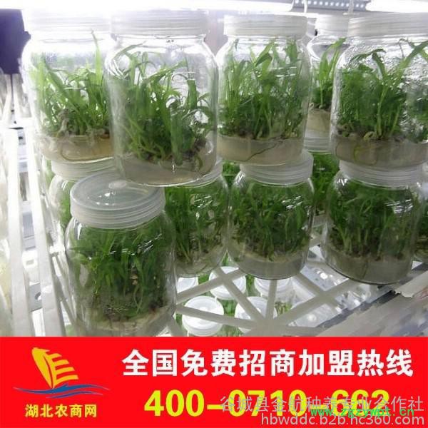 招商加盟(已认证),白芨,白芨的作用与功效 白芨价格 白芨图片 白芨种植技术图3