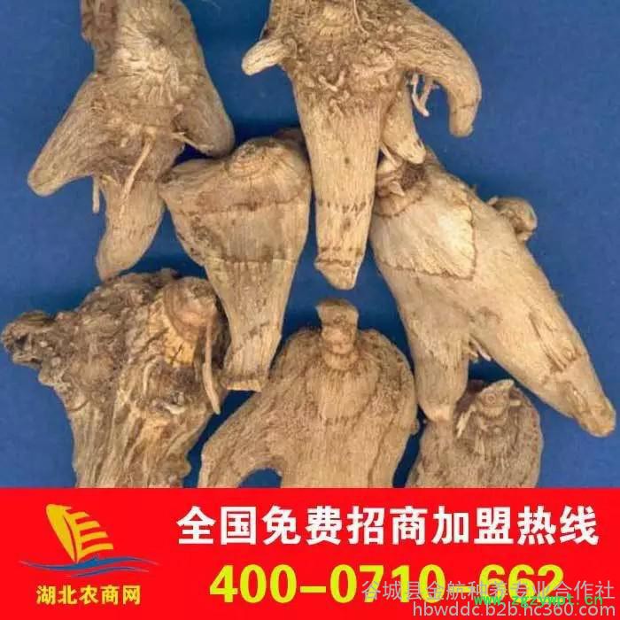 招商加盟(已认证),白芨,白芨的作用与功效 白芨价格 白芨图片 白芨种植技术图2