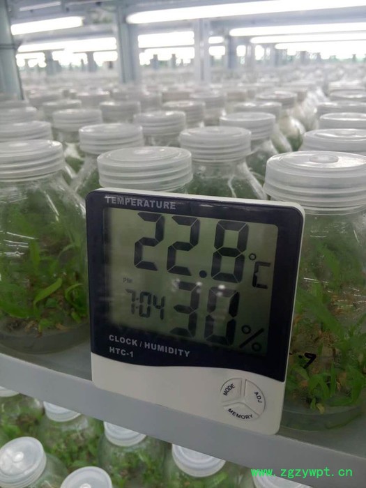 白芨（瓶苗）组培苗白芨种苗图6