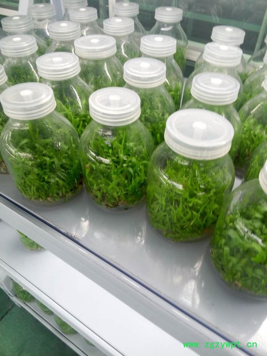 白芨（瓶苗）组培苗白芨种苗图8