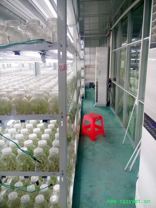 白芨（瓶苗）组培苗白芨种苗