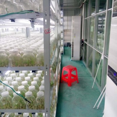 白芨（瓶苗）组培苗白芨种苗