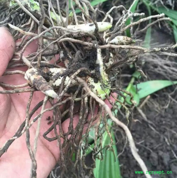 白芨种植技术全年供应种苗块茎图4