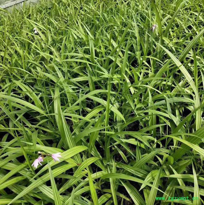 白芨种植技术全年供应种苗块茎图5