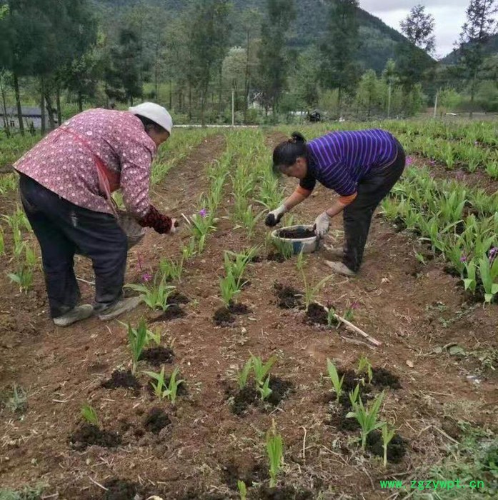 白芨种植技术全年供应种苗块茎图6