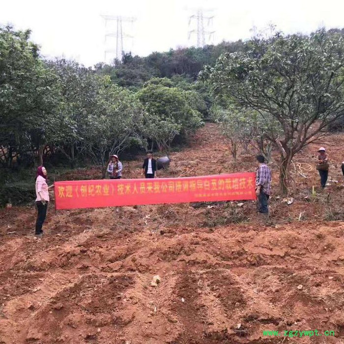 白芨种植技术全年供应种苗块茎图7