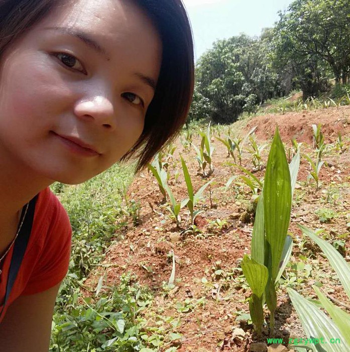 白芨种植技术全年供应种苗块茎图8
