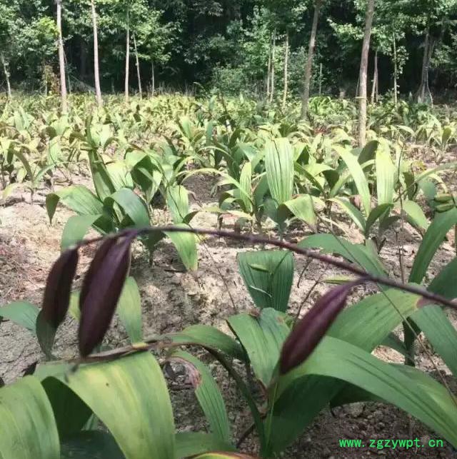 白芨种植技术全年供应种苗块茎图2