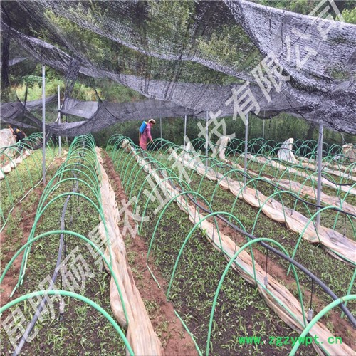 白芨种苗批发 种植免费技术培训上门 技术指导来昆明种植基地考察湖北 重庆 贵州 湖南图8