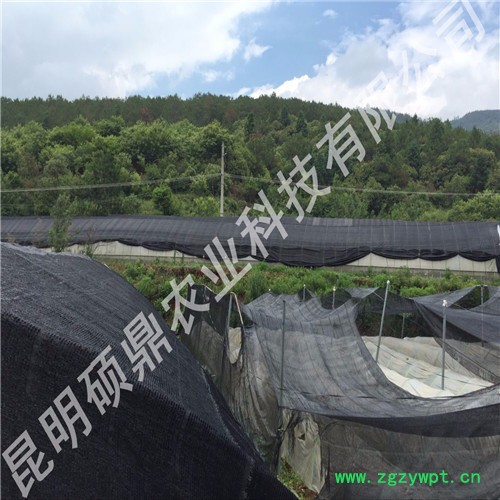 白芨种苗批发 种植免费技术培训上门 技术指导来昆明种植基地考察湖北 重庆 贵州 湖南图2