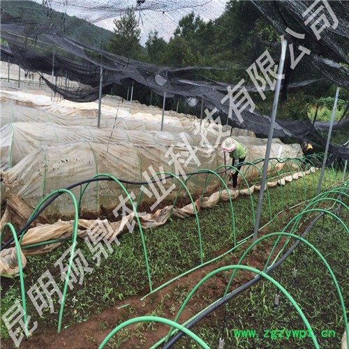 白芨种苗批发 种植免费技术培训上门 技术指导来昆明种植基地考察湖北 重庆 贵州 湖南图3