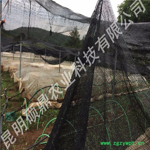 白芨种苗批发 种植免费技术培训上门 技术指导来昆明种植基地考察湖北 重庆 贵州 湖南图4