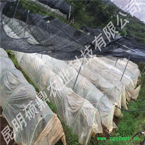 白芨种苗批发 种植免费技术培训上门 技术指导来昆明种植基地考察湖北 重庆 贵州 湖南图6