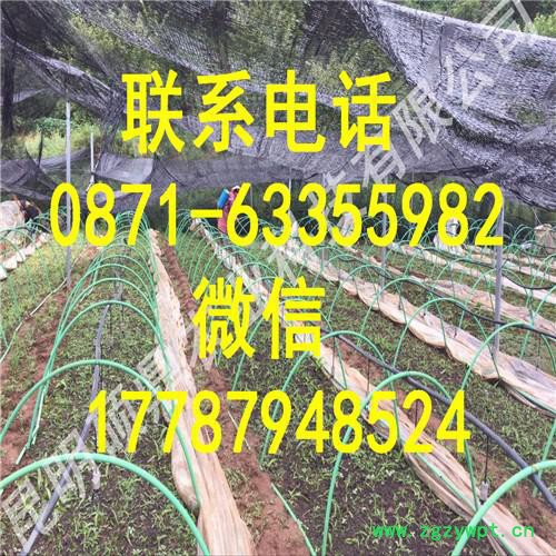 白芨种苗批发 种植免费技术培训上门 技术指导来昆明种植基地考察湖北 重庆 贵州 湖南图5