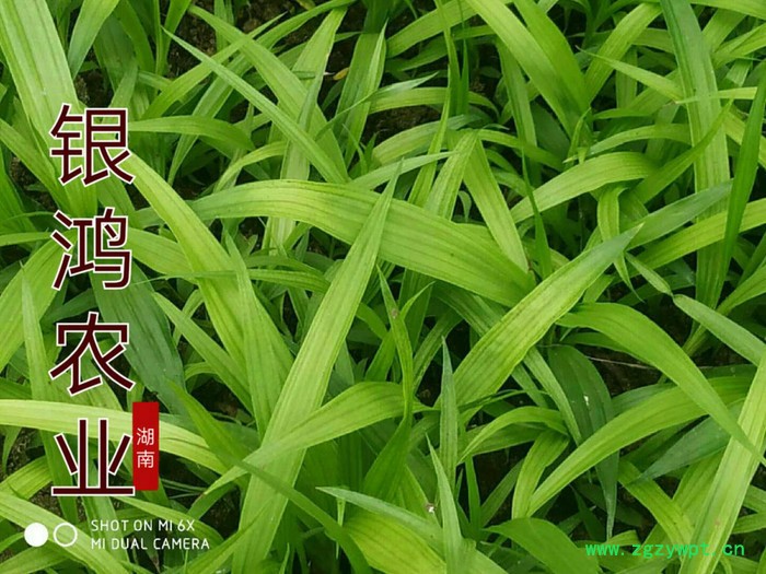 银鸿农业供应白芨种苗成活率高基地直发一手货源图3