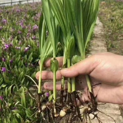 银鸿农业供应白芨种苗成活率高基地直发一手货源