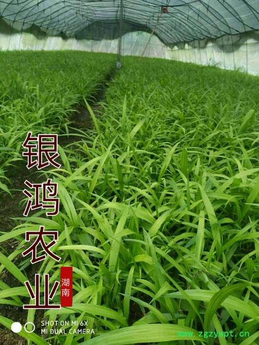 银鸿农业供应白芨种苗成活率高基地直发一手货源图4