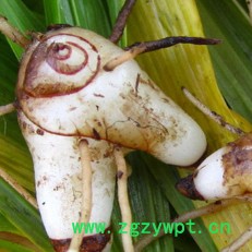 协禾农业 中药材白芨种植让 你发家致富图3